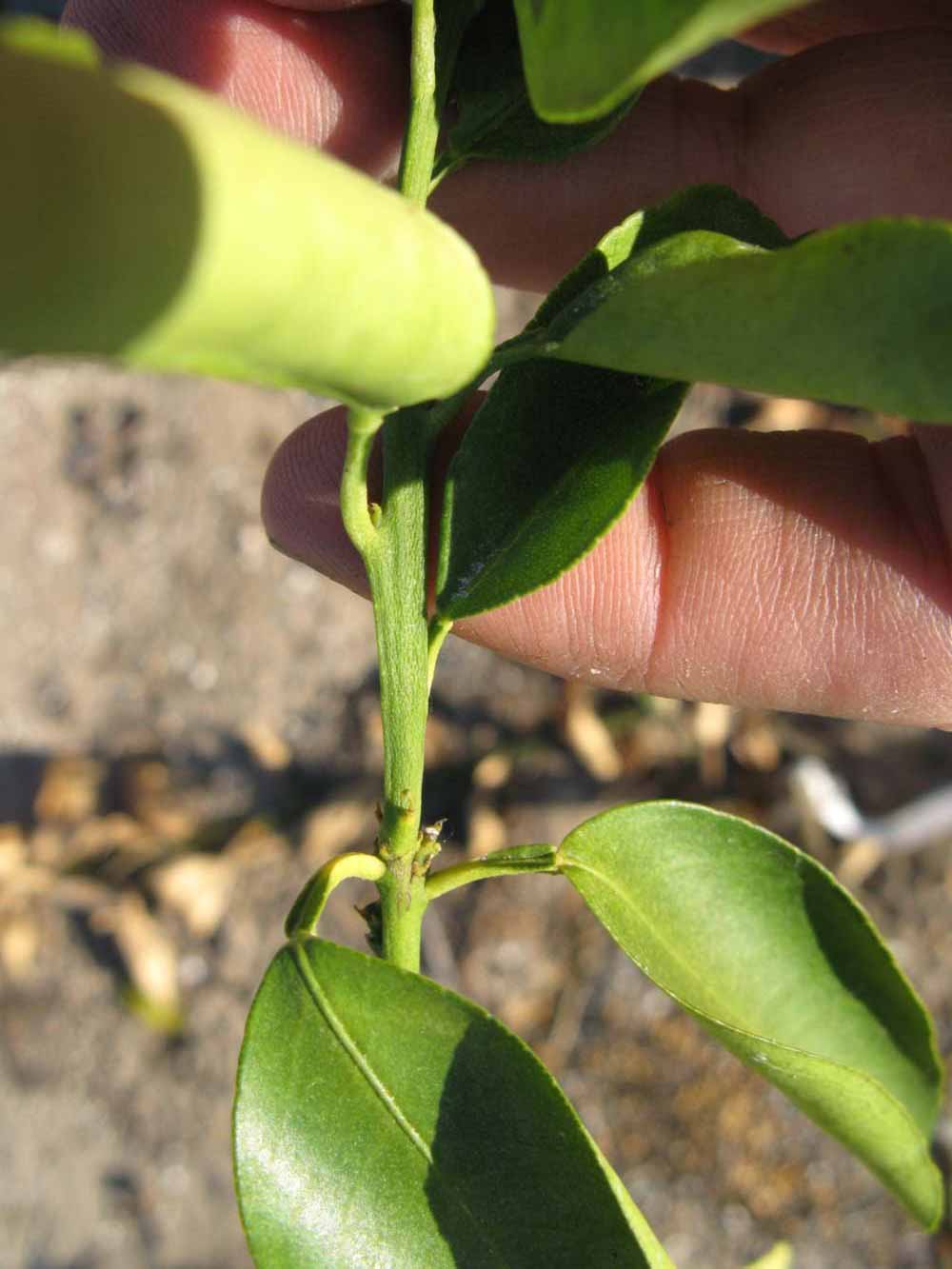              First year twig (Winter Haven, FL)       